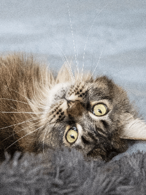 Tabby cat laying upside down looking directly at the camera