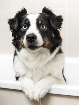 dog with their paws on the edge of the bath